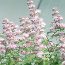 왜성 분홍층꽃[1포트] 스테피 핑크(복남이네 야생화 모종 층층이꽃 caryopteris), 1개