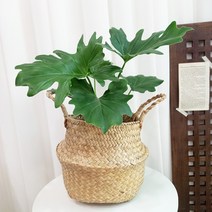 여름아 부탁해~! 셀렘 설렘 + 해초바구니 개업 생일 승진 취업 이사 결혼