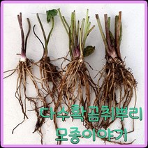 모종이야기 신품종다수확곰취 종근 / 다수확곰취1년생 뿌리모종 주당500원, 100+3개