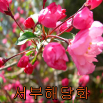 서부해당화 접목1년특묘2그루 나무 묘목 해당화나무 꽃나무 조경수