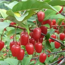 자연농원 왕보리수 나무 묘목 최소구매2개, 왕보리수상묘