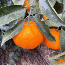 우리다운청과 제주 수라향 신비향 2.5kg, 4kg(31과 내외)