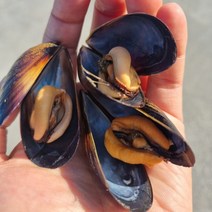 국내산 5kg 손질 여수홍합 세척 홍합, 옵션선택_여수홍합 5kg