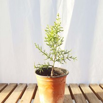 썰프레아 미니 셀프레아 나무 묘목 반려 식물 인테리어 책상 화분, 1개