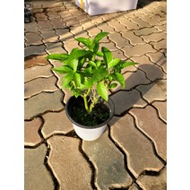 30~50cm 69 아레향 야레향 아래향 야래향 중품, 1개