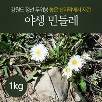 생민들레 (잎+뿌리) 생민들레 뿌리 1kg - 야생 민들레, 생민들레 (잎
