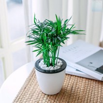 socean 저면관수 원형 센터피스 화분11x11cm 자동 급수기 식물 플랜트 팟 선인장 스투키 화분 미니 테이블 식물 이쁜
