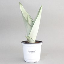 아이엠플랜트 화이트포트 실내공기정화식물 모종, 1개, 16.문샤인