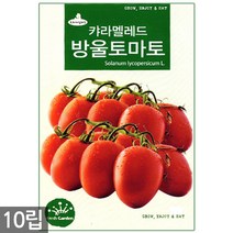 왜성적피 강낭콩 씨앗 30g - 콩씨 콩씨앗 씨 강낭콩씨 빨간강낭콩 붉은강낭콩씨앗 씨 강낭콩씨앗 주말농장 텃밭, 10_캬라멜레드방울토마토(10립)