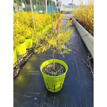 (측백)황금 실화백(실편백) 20cm 원형 컬러포트