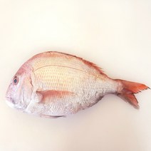 자연산 반건조 참돔 45cm 내외 1kg 내외 생선구이 제수용 제사용 국내산