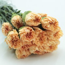 애플티 콜롬비아카네이션 1단 20송이 생화택배 (고속터미널꽃시장 직배송) 꽃예꽃, 카네이션 20송이, 며칠 기다렸다가 꽃 입고 되는대로 발송, 금~일요일 구매시 (화요일 도착)