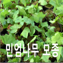 (성실D)민엄나무 묘목 근삽2년 3그루