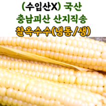 산지직송 충북 괴산 대학 찰 옥수수 냉동옥수수 생옥수수 삶은옥수수, 냉동_삶은찰옥수수_5팩(15개)