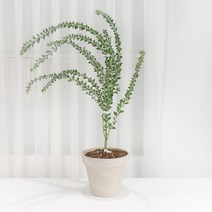 갑조네 삼각잎아카시아 대품 개별배송 칼날아카시아 아까시 꽃나무 노란꽃, 삼각잎아카시아(대품) 개별배송, 1개