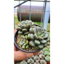 [신화다육농장] 반려식물 튼튼한 홍포도