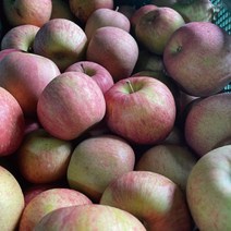주스용 가공용 조리용 사과 5kg 10kg ( 반품x ) 가정용 못난이 경북 사과, 주스,가공,조리용(간식-대과 사이즈) 5kg