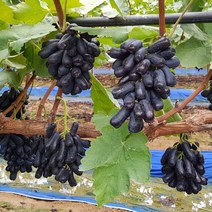 영천 블랙사파이어 2kg (실속) 4송이 껍질째 먹는 씨없는포도, 단품