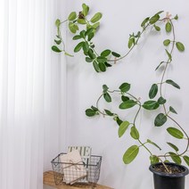 넝쿨식물 마다가스카르 자스민 플랜테리어 공기정화, 식물만구매하기(기본포트), 자르형