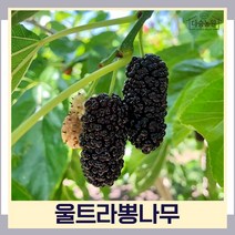 오디나무 묘목 왕오디 울트라뽕나무 접목1년생 뿌리묘 5개
