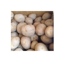 씨감자 (정품) 대서 10kg 보급형, 1개