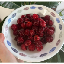 농장직송 산딸기 급냉 500g 생 산딸기 햇과 제철 과일 프리미엄 노지 왕산딸기 당일수확 햇 새콤 달콤 신선포장 국내산 산지직송, 250g (2팩), 1개