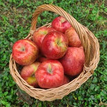 아침이슬사과 첫수확 햇 가을 빨간사과 1.5~5kg, 가정용5kg중과(19-22)