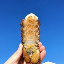 캐나다 최상급 랍스터 테일 바닷가재 꼬리 구이 (110g-140g), 랍스터 테일 1개 (110g-140g), 1개