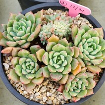 다육식물(라미라떼 군생)1227