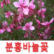 (성실GS)분홍바늘꽃(가우라)모종(포트) 10개