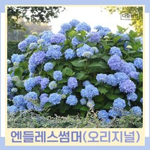 수국나무 묘목 정원수국 엔들레스썸머 오리지널 10치화분 1개