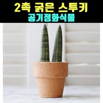 곰빵몰 2촉 굵은 스투키 스튜키 6cm 반려식물