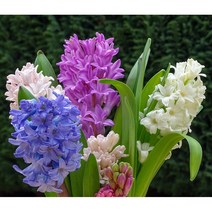 서비내 히아신스 구근 Hyacinth 히야시스/히야신스 3개묶음(색랜덤), 3종묶음(색랜덤)