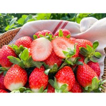 [로컬푸드1등] 딸기 생딸기 설향 800g GAP 당일배송, 800g 30구/35구 랜덤