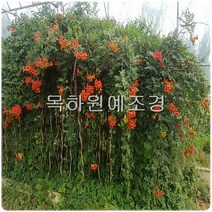 목하원예조경 능소화나무 (H1.2 전후) 묘목, 1개