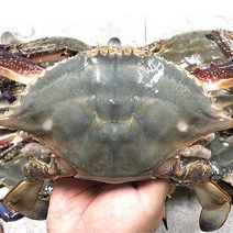 서해자연산꽃게 꽃게시세 손질게 꽃게1키로, 서해안 손질꽃게 2kg, 1개