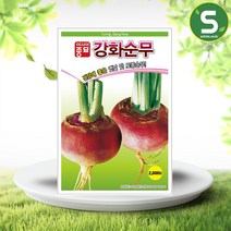 솔림텃밭몰 순무씨앗 2000립 강화순무 토종순무 무씨앗 무종자