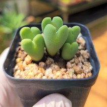 그리너리농장 하트다육이 축전 코노피튬 리톱스 키우기 선인장