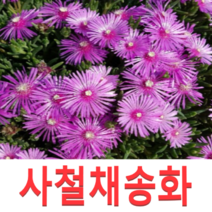 (성실G)사철채송화(송엽국)모종(포트) 20개