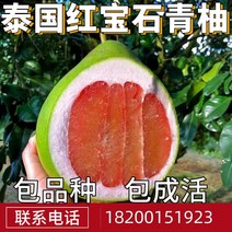 자개보석함 루비 청유묘대토남 북방 마당 빅과일 묘목분재 붙이기 유자 묘목 현재 연도 결과, T06-십년 묘목 정원 추천, C01-70cm포함-79cm포함