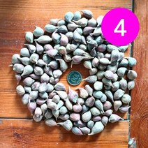 송이네농장 23년 의성 주아(통마늘) 4번 종자마늘 씨마늘 토종마늘, 4번 1kg(대략750~800개)