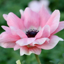 [나은식물원]13.[아네모네] 미스트럴 로사 치아로-10cm 1포트