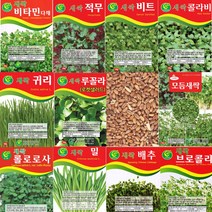 살아있는 새싹씨앗 모음 새싹 종자 년중 재배 모듬 귀리 비트 루꼴라 밀 보리 무순 브로콜리 케일 청경채 롤로로사 씨 키우기, P-새싹알팔파 x 1개