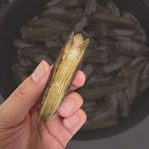 남해안 맛조개 가리맛조개 제철 1kg, 맛조개 2kg, 1개