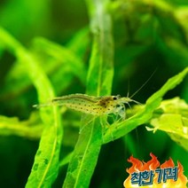 피알피쉬 야마토 새우 2cm 내외 [5마리]