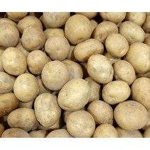 포슬포슬 맛있는 햇감자 수미감자 사이즈별, 10kg, 중 (통구이용), 1개