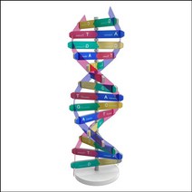 DNA 입체 모형 만들기 (1인용)