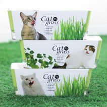 투톤 캣그라스 고양이 헤어볼 소화 촉진 캣잎 트 풀 키 캣글라스 꿈쟁이 캣닢씨앗, 귀리, 본상품선택