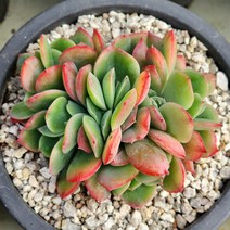 다육식물(러우철화)12 랜덤 발송
