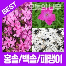 합리적 가격의 우수한 꽃잔디 50포트묘(홍솔/백솔/사계패랭이), 사계패랭이(잎+분홍꽃) 50포트